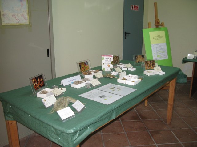 mostra 2008